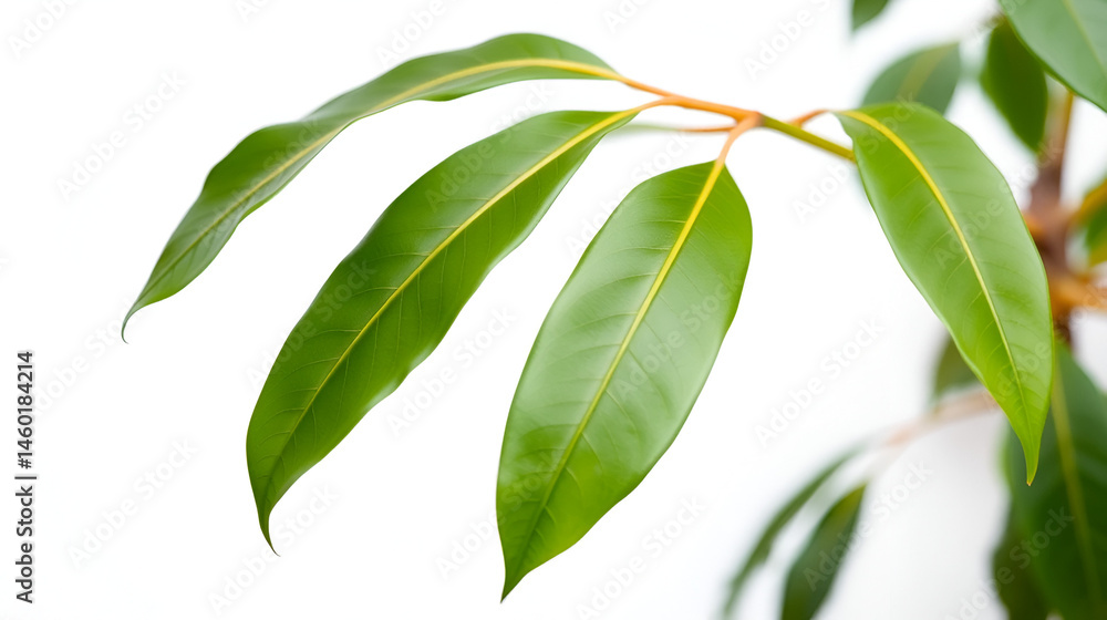 Obraz premium Dipterocarpus alatus is placed on a white background.