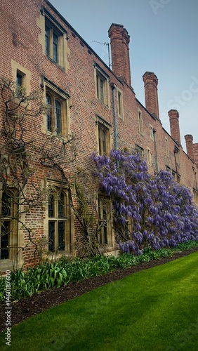 
Old English Country Manor Partially Covered with Purple Wisteria

