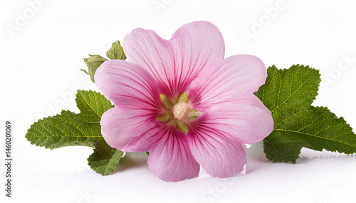 pink marshmallow or althaea officinalis flower isolated on white background