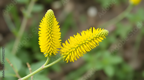 Yellow spike inflorescence on a branched stem, flowering, herbage, monoclinous