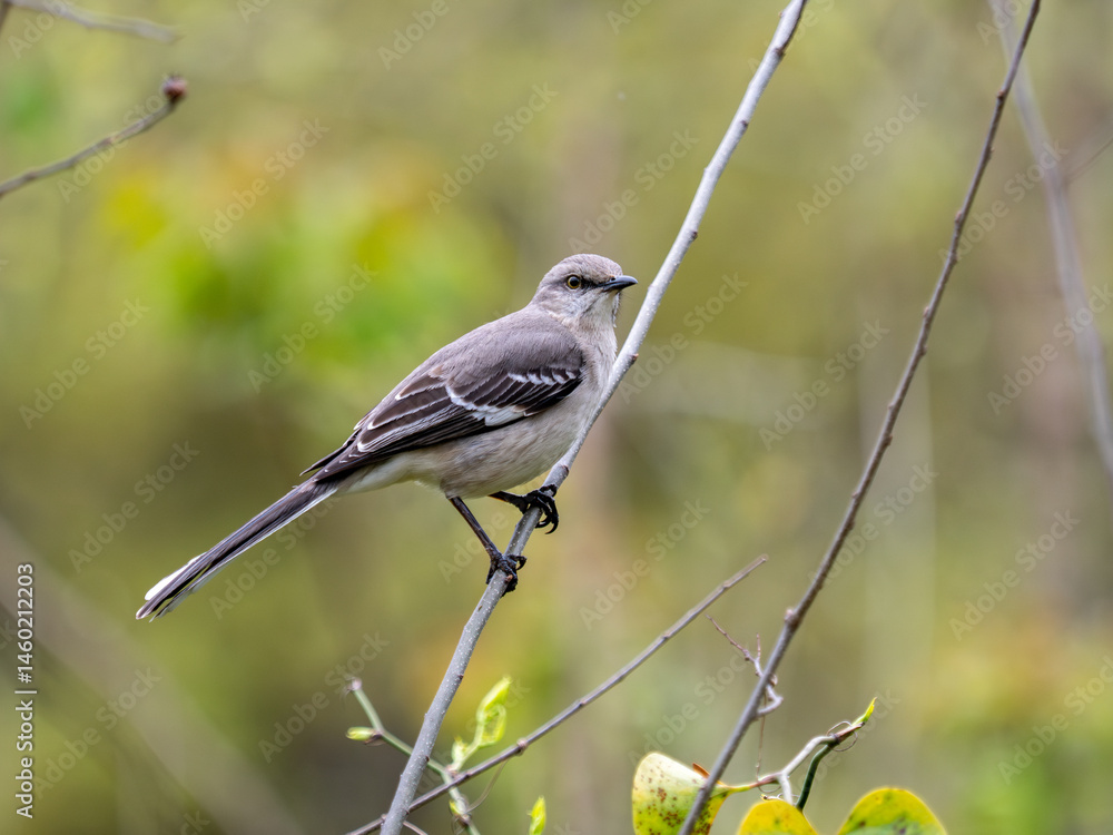 Fototapeta premium Northern mockingbird perched on limb