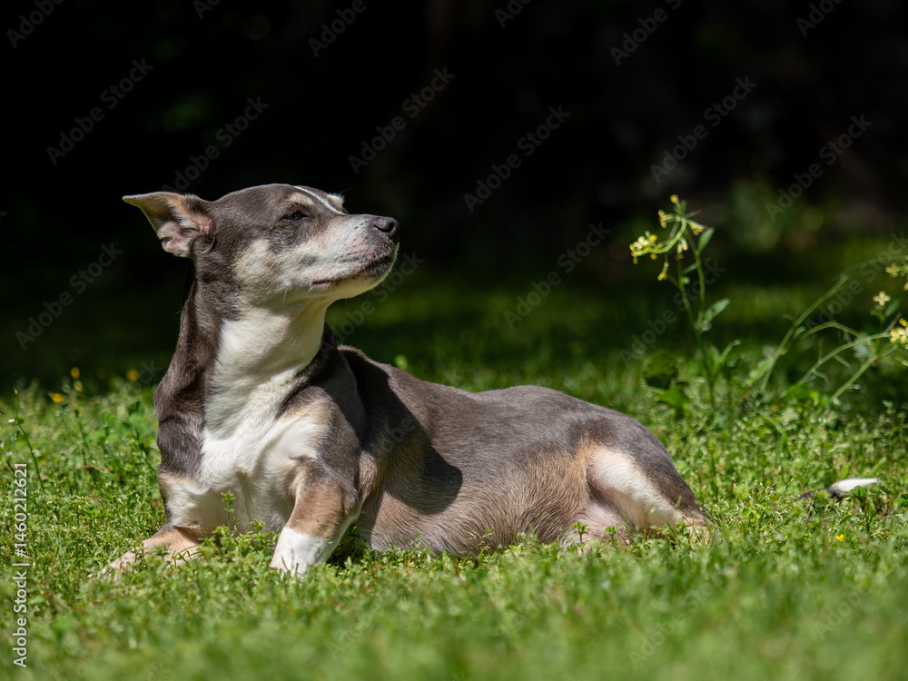 Fototapeta premium Senior pet dog outside sunbathing