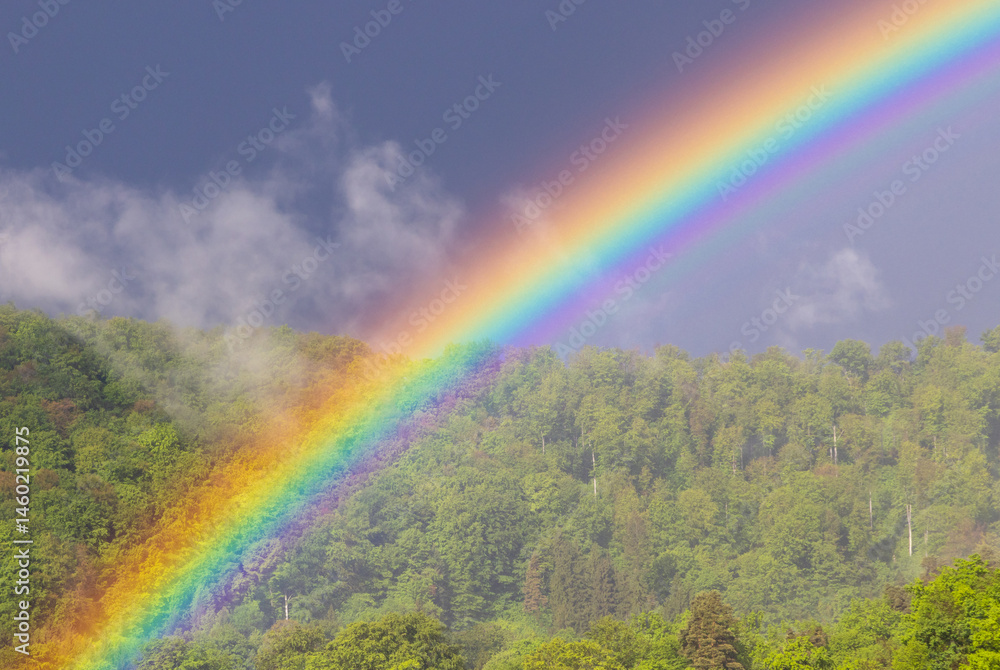 A rainbow over a green deciduous forest