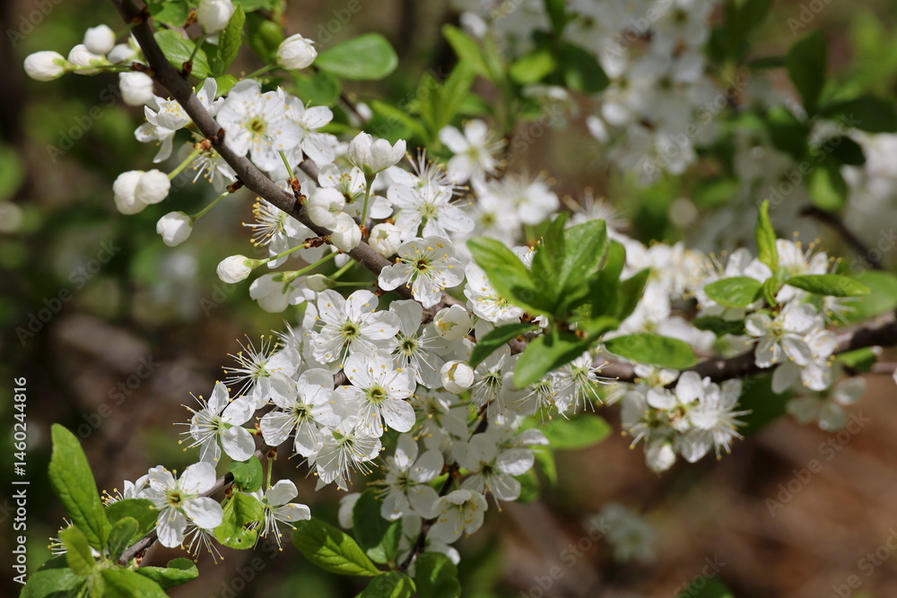 Cherry blossom in spring garden. White flowers and young green leaves on a branch