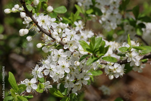 Obraz na płótnie Cherry blossom in spring garden. White flowers and young green leaves on a branch w salonie