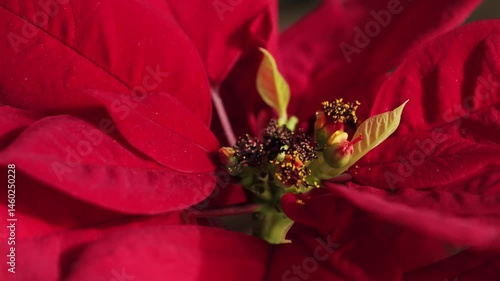 Poinsettia Christmas flower plant close up. Euphorbia Pulcherrima. High quality 4k footage