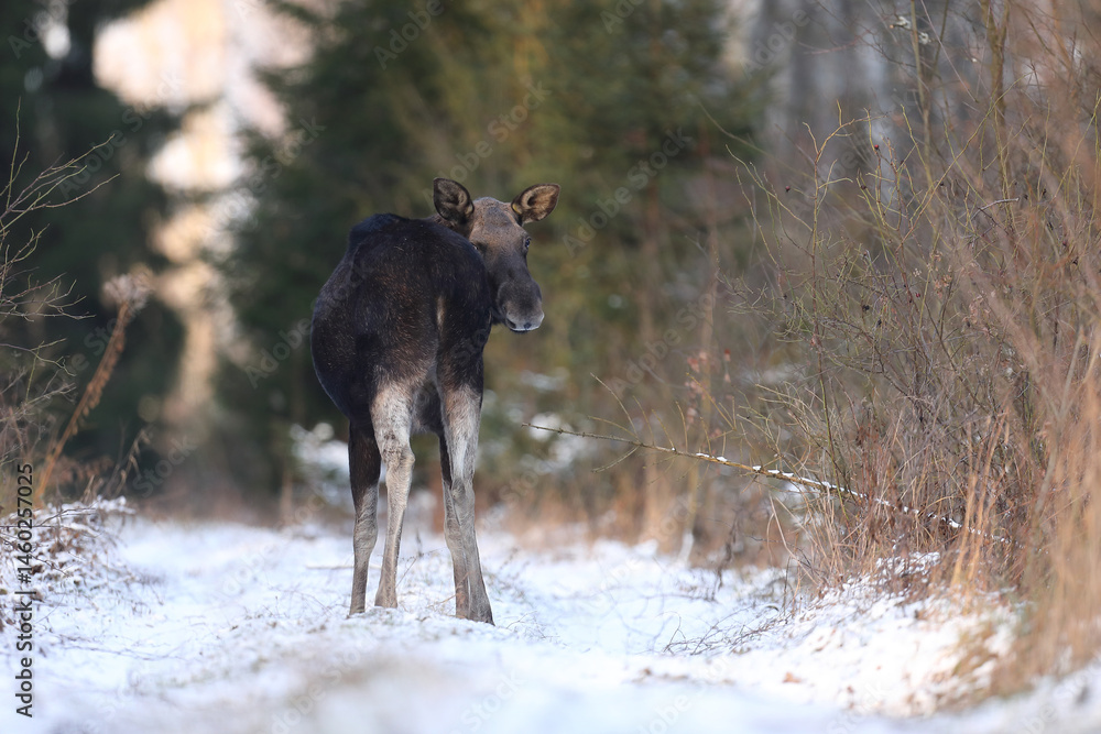 Łoś (Alces alces) moose