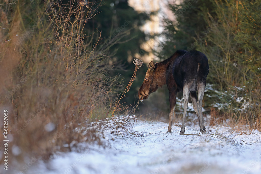 Łoś (Alces alces) moose