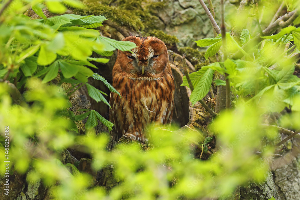 Puszczyk, (Strix aluco), tawny owl