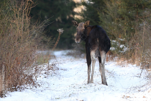 Obraz na płótnie Łoś (Alces alces) moose w salonie
