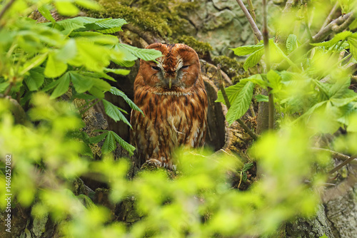 Obraz na płótnie Puszczyk, (Strix aluco), tawny owl w salonie