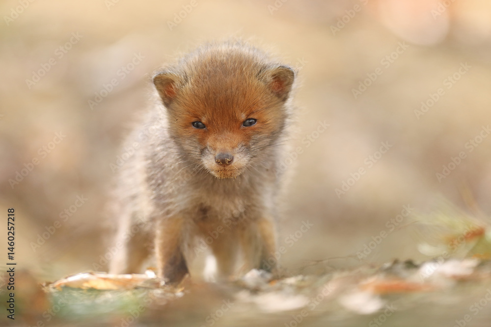 Lis rudy, fox, lis (Vulpes vulpes)