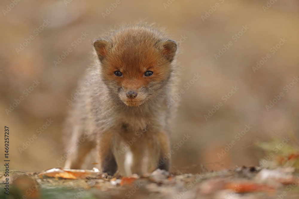 Lis rudy, fox, lis (Vulpes vulpes)