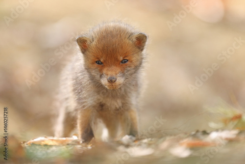 Obraz na płótnie Lis rudy, fox, lis (Vulpes vulpes) w salonie