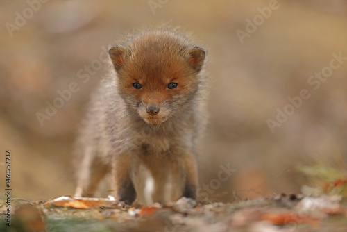 Obraz na płótnie Lis rudy, fox, lis (Vulpes vulpes) w salonie