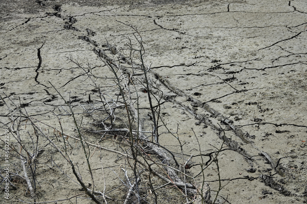 animal paw prints on dried earth soil