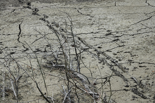 animal paw prints on dried earth soil