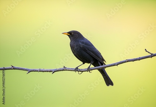 A black bird sitting on a tree branch.