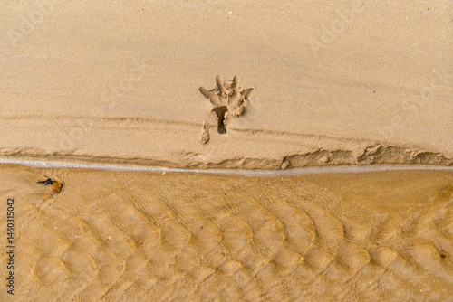 Single dog footprint in the wet sand. 