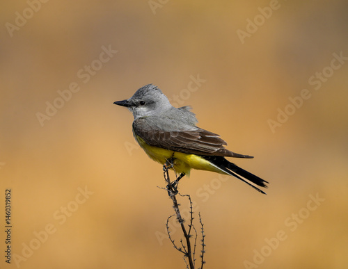 Kingbird on twig