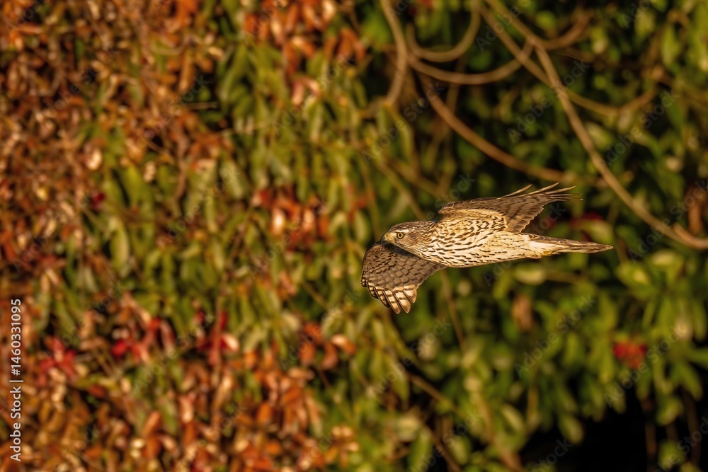 Fototapeta premium 夕日を浴びながらさっそうと飛ぶオオタカ幼鳥
