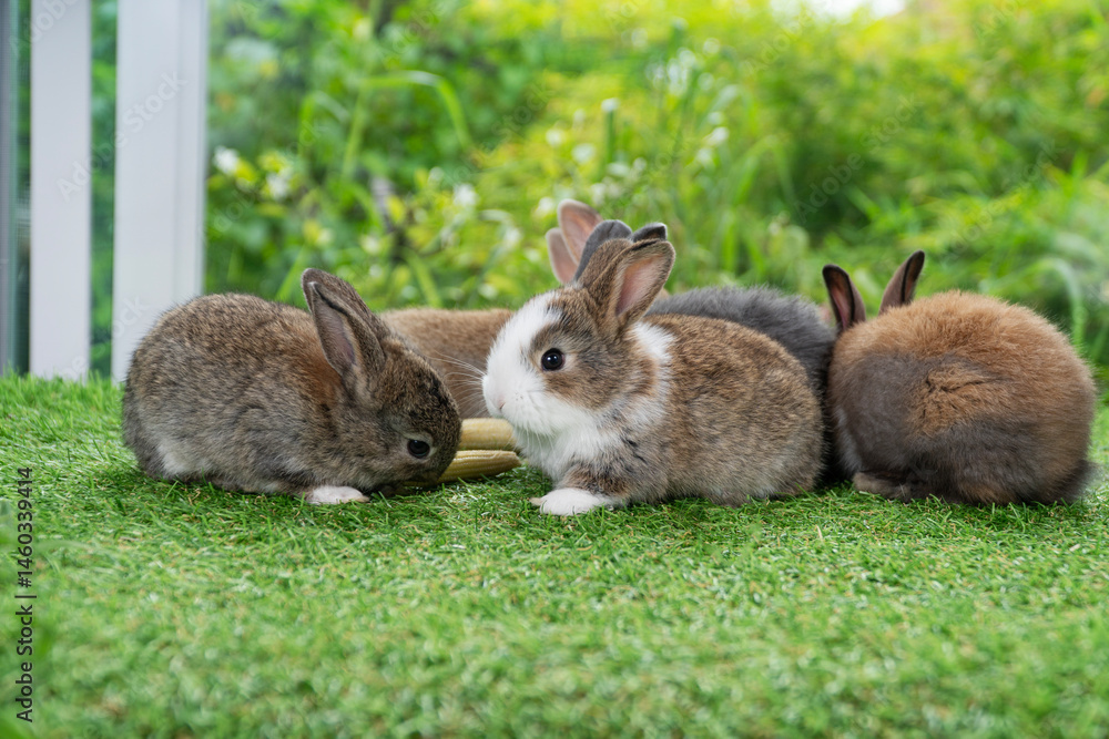 Fototapeta premium Adorable baby rabbit bunny eating fresh baby corn sitting on green grass over bokeh nature background. Infant rabbit brown white hare eat fresh grass on lawn on green. Easter bunny animal concept.