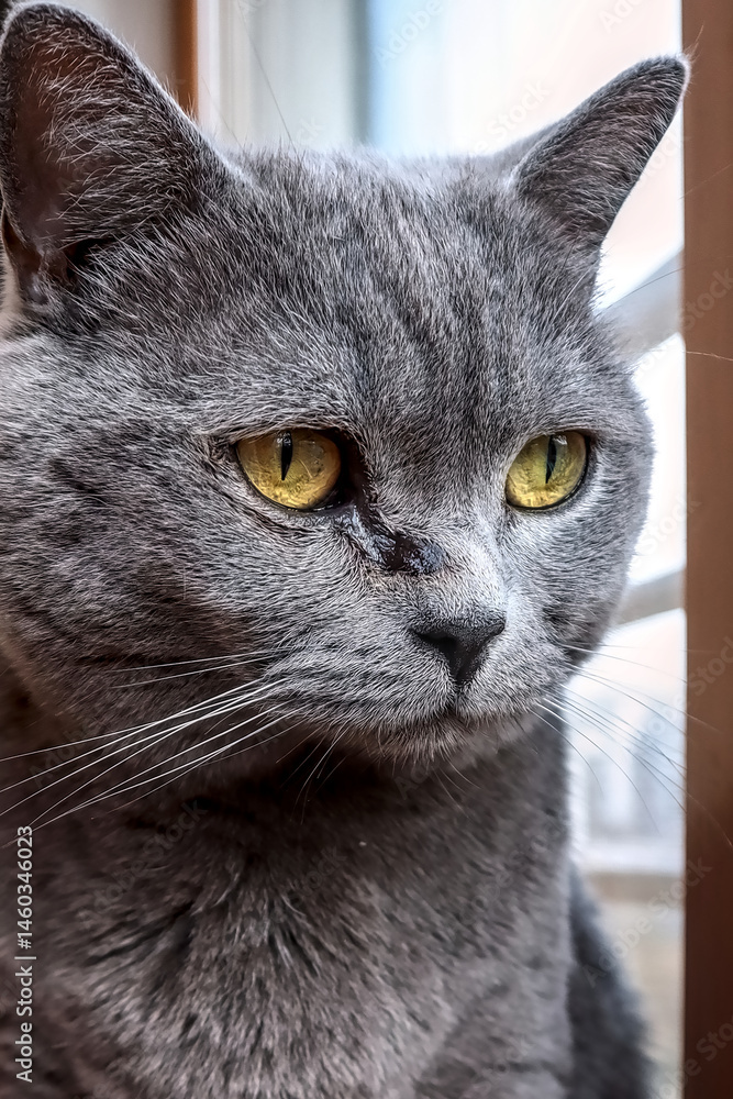 Φωτογραφία Close-up of a gray cat with eye discharge, highlighting possible feline eye infections or health problems