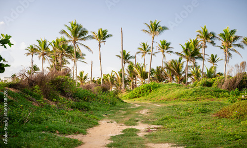 view of a foot path in the grass of a tropical landscape with palm trees in the distance  under the sunlight