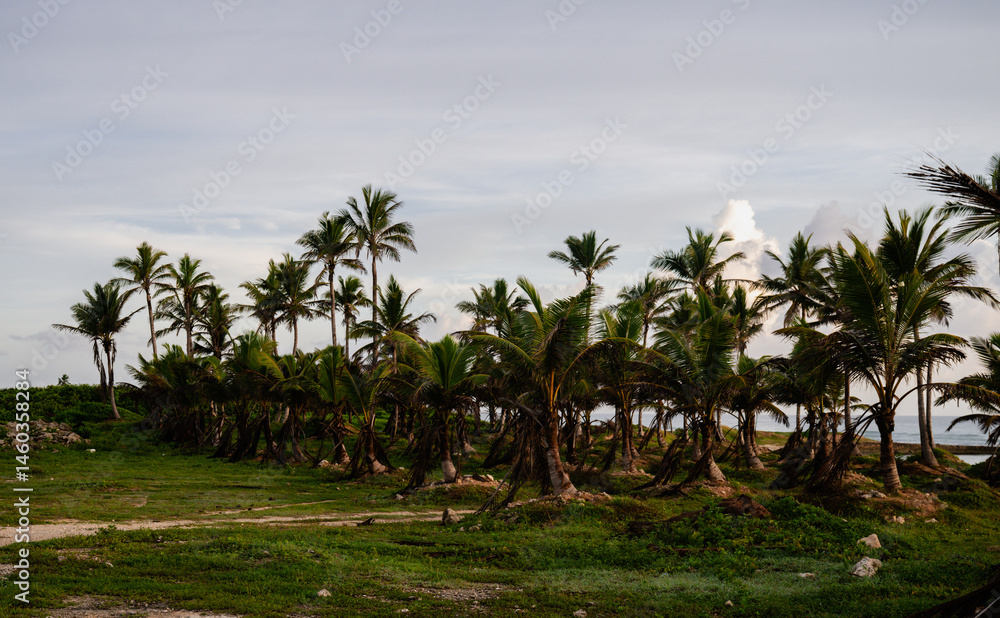Obraz premium view of a bunch of palm trees in front of the ocean with a path in the grass on a sunrise