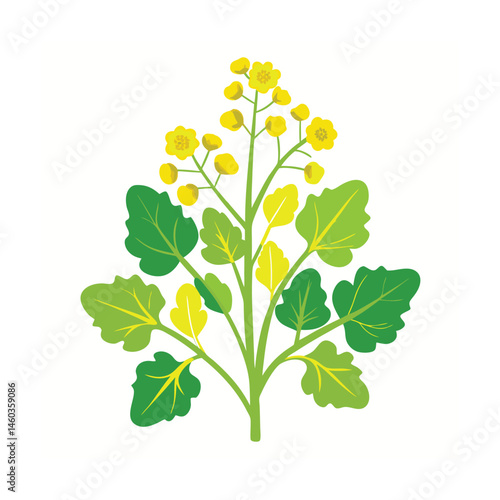 Mustard plants with flower vector art illustration