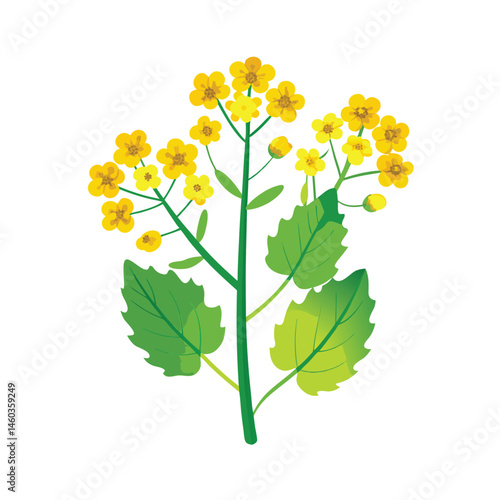  Mustard plants with flower vector art illustration