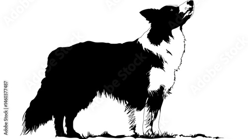 Border collie silhouette simple silhouette vector isolated on white background  -  