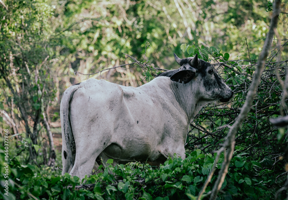 Fototapeta premium Side view of a thin white cow in a forest with green foliage