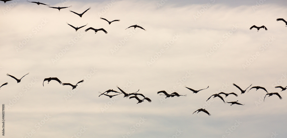 Fototapeta premium Common cranes flying to breeding grounds, seasonal spring bird migration