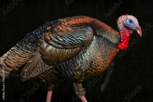 Wild Male Turkey in Spring