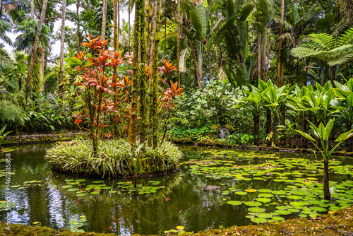 View of a beautiful pond, Hawaii Tropical Botanical Garden
