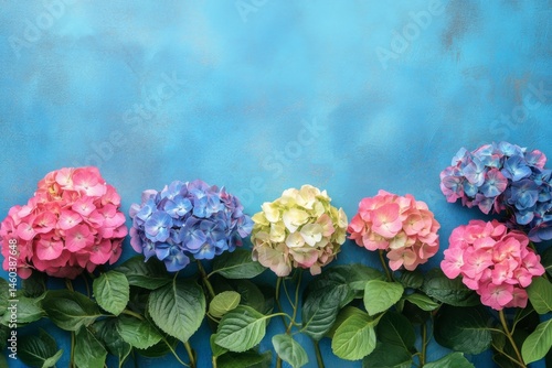 Close-up of blooming hydrangea flowers in pink purple and blue tones