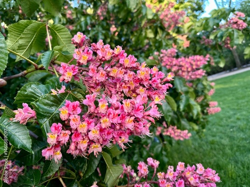 Red Horse Chestnut Tree in Bloom – Aesculus × carnea ‘Briotii’ with Pink Flowers in Spring Garden