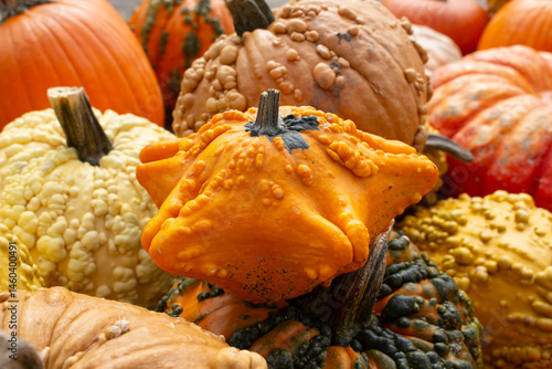 Φωτογραφία A view of a star-shaped gourd, among other rustic pumpkins.