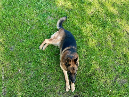 Fotografie German Shepherd dog lying on green grass in summer park