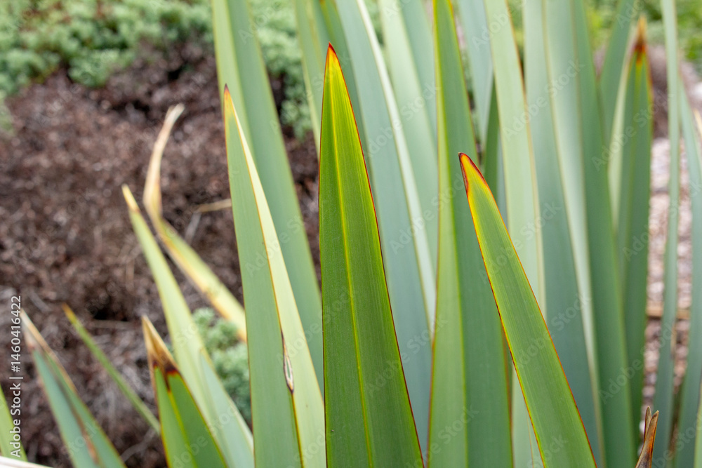 Obraz premium A view of a New Zealand flax plant.