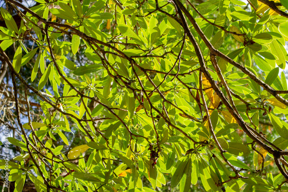 Fototapeta premium A view of the leaves of a rhododendron sutchuenense plant.