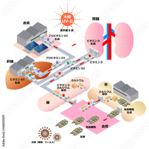 免疫細胞の作られ方