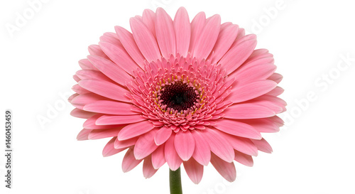 Vibrant pink gerbera daisy in full bloom against a clean background, showcasing intricate petal details and natural beauty