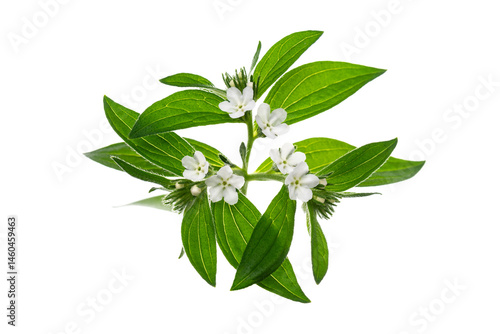 江戸紫の染料として使われる日本ムラサキの花　Lithospermum erythrorhizon