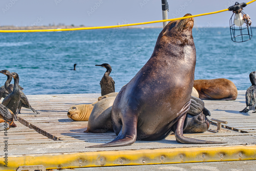 Fototapeta premium california sea lions