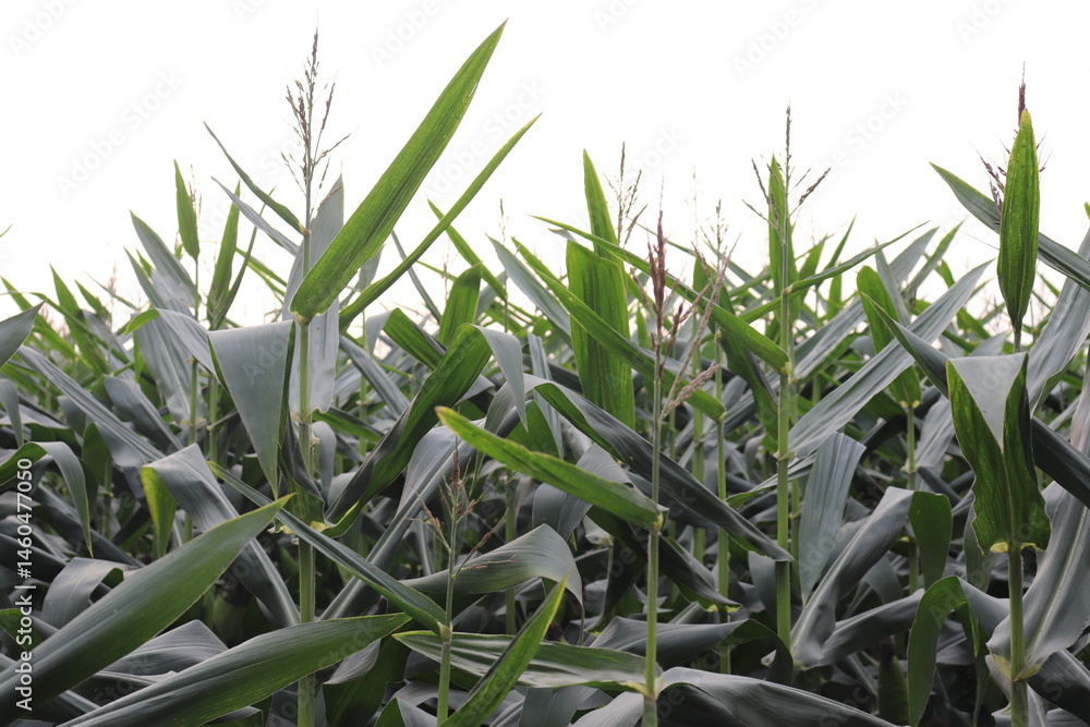 Obraz premium Low angle cornfield with long green leaves and tasseled stalks against a bright sky