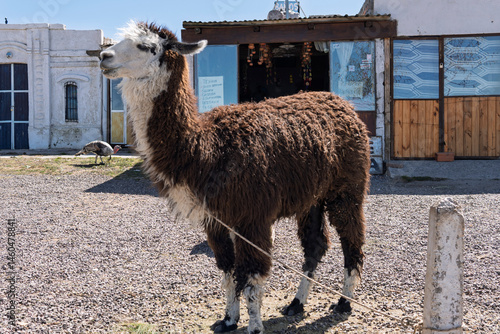 alpaca in the mountains