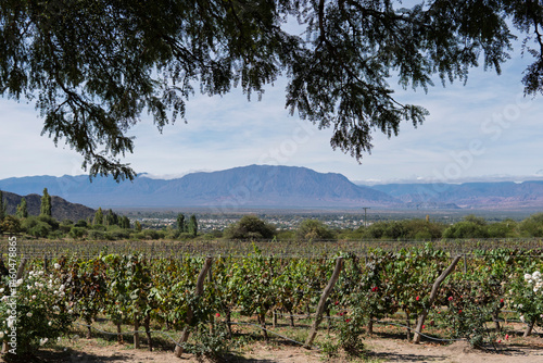vineyard in Argentina
