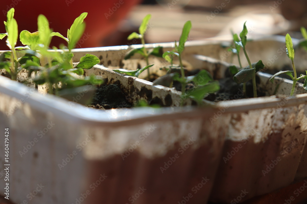 Seedling Tray with Lush Young Sprouts, Fresh Green Leaves and Dark Soil Growing